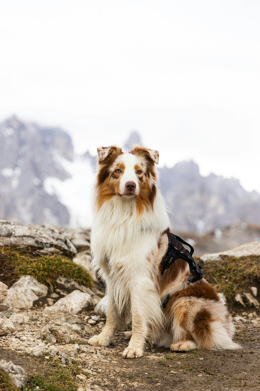 K9SECURED Pro Travel Harness